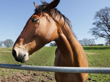 A close up of a brown horse behind a fence in a grassy field at The Cider House in Leominster