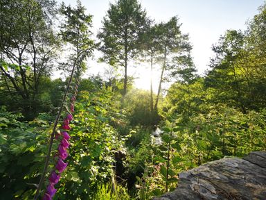 A garden with various green plants and purple flowers near a small stream and trees with sunlight behind them at Kooky Cottage in Brecon