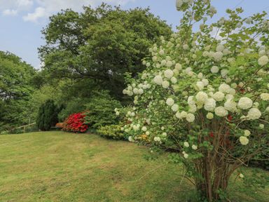 A garden with white round flowers on a bush and red flowers near a tree at The Dingle in Wisemans Bridge near Stepaside