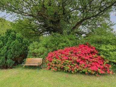 A wooden bench next to a red flowering bush under a large tree at The Dingle in Wisemans Bridge near Stepaside