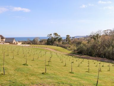 A grass field with young trees in rows a house trees and the sea in the background at Apple Blossom Barn in Gulval near Penzance