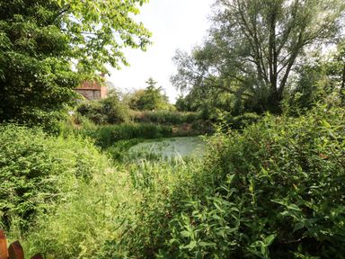 An outdoor scene with dense green plants and trees surrounding a small pond at Keepers Cottage in Beeston near Dereham