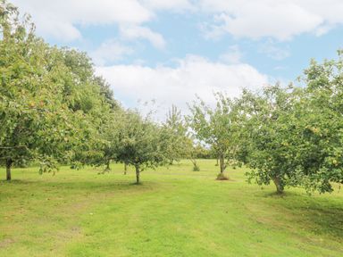 A grassy orchard with several fruit trees under a partly cloudy sky at South Boduel Farmhouse in Liskeard