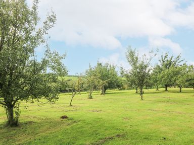 A grassy field with scattered small trees under a partly cloudy sky at South Boduel Farmhouse in Liskeard