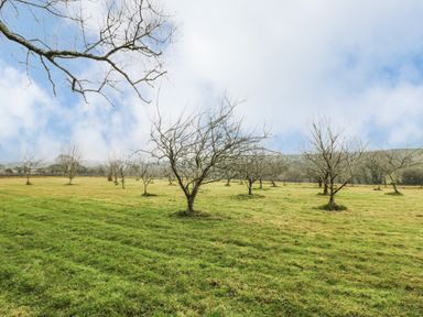 A field with rows of leafless trees under a cloudy sky at Keepers Cottage in Liskeard