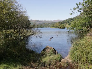 A lake with five ducks swimming and surrounded by trees and grass at Raybarrow in Windermere