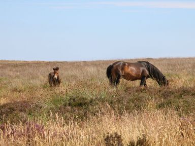 A brown horse grazing in a field with a foal standing nearby at The Cadeleigh in Cadeleigh near Tiverton