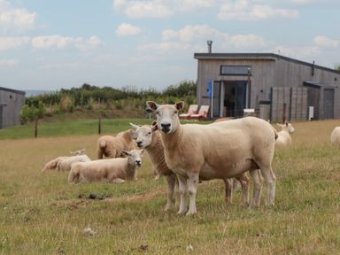 Two sheep in a field with a house in the background at The Cadeleigh Cadeleigh near Tiverton