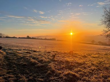 A sunrise over a field with dogs and trees at The Cadeleigh Cadeleigh near Tiverton