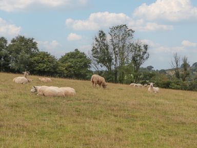 A pasture with sheep grazing and lying down at The Pennymoor in Cadeleigh near Tiverton