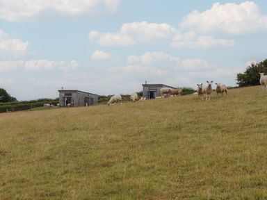 Sheep grazing in a field with buildings in the background at The Pennymoor in Cadeleigh near Tiverton