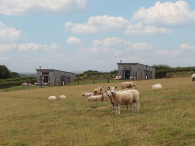 Sheep grazing in a field with wooden cabins at The Pennymoor in Cadeleigh near Tiverton