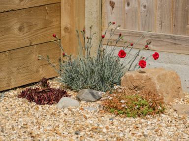 A garden area with red flowers green plants stones and a wooden fence at 14 Parc Delfryn in Brynteg near Benllech