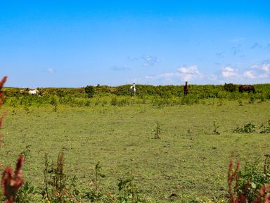 A grassy field with four horses under a blue sky at Polgear View in Polgear Nr Redruth