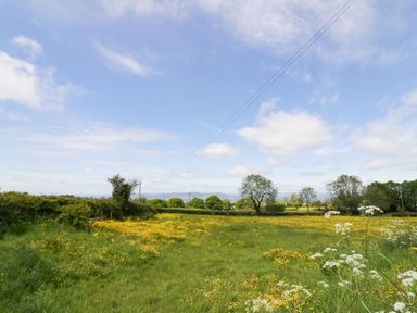 A field with yellow and white wildflowers trees and power lines under a blue sky at FAIRFIELD in Clee Hill