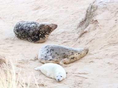 Three seals resting on sandy ground with some grass at Chalet 150 in Winterton-On-Sea