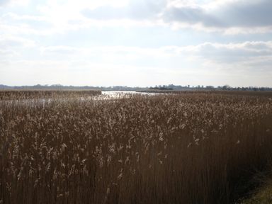 A field of tall dry reeds with a river running through under a cloudy sky at Phloxhaven in Reedham