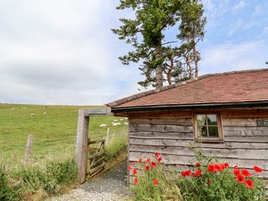 A wooden gate and fence next to a wooden building with a small window and red flowers in front of it with a grassy field and sheep in the background at Y Caban Pontfadog near Llangollen