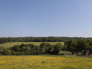 A field with yellow flowers and a fence with trees in the background at The Shepherds Hut at Marley near Barham Kent