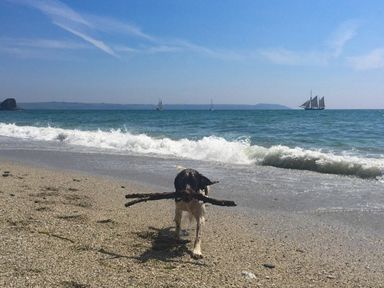 A beach with waves and a dog carrying a large stick in its mouth at Robin Hill in Duporth near St Austell