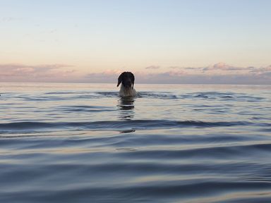 A dog standing in calm water with clouds on the horizon at Robin Hill in Duporth near St Austell
