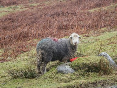 A sheep standing on grassy land near rocks with dry brown vegetation in the background
