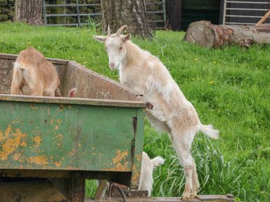 Goats standing and feeding from a green metal container in a grassy outdoor area at Packhorse Shepherd's Hut in Alderwasley near Wirksworth