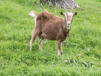 A brown goat standing on grass near a tree in a field