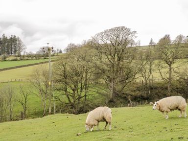 A grassy field with two sheep grazing and trees in the background at Bramblewood Cottage in Crookdake near Bassenthwaite