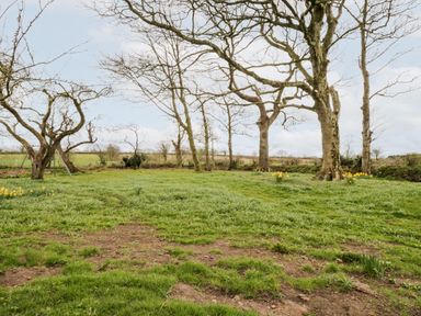 An outdoor grassy area with several bare trees and patches of yellow flowers at Bramblewood Cottage in Crookdake near Bassenthwaite