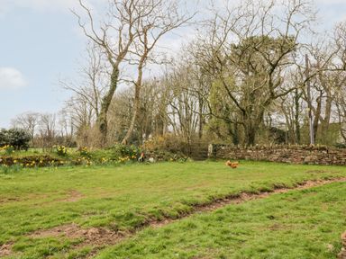 A grassy yard with chickens and daffodils near a stone wall and leafless trees at Bramblewood Cottage in Crookdake near Bassenthwaite