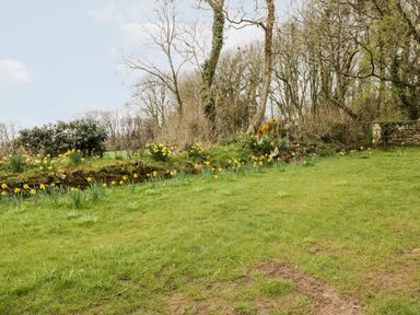 A grassy garden area with daffodils along a stone wall and leafless trees in the background at Bramblewood Cottage in Crookdake near Bassenthwaite