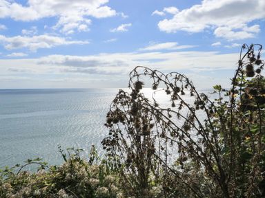 Coastal view with plants in the foreground and the sea under a partly cloudy sky at Sail Loft in Dawlish