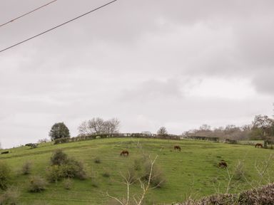 A green hillside with four horses grazing under an overcast sky at Sevenwoods View in Longhope