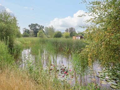 A pond with water lilies surrounded by grass and trees with a shed in the background at The Lodge Hickling near Catfield