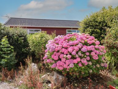A garden with pink flowers green shrubs and a red house in the background at Trevone - Chalet 130 in St Merryn near Padstow