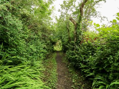 A narrow dirt path surrounded by dense green foliage and trees at Dolwern in Dinas Cross