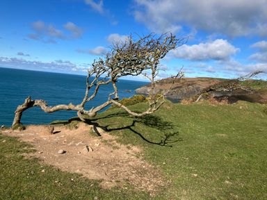 A bent tree on a grassy cliffside overlooking the ocean with hills in the background at Dolwern in Dinas Cross