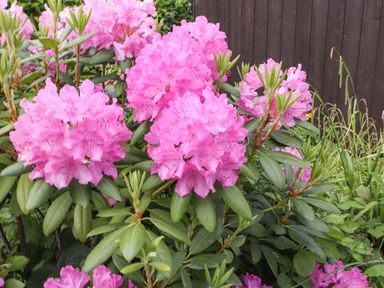 Pink rhododendron flowers with green leaves and a brown wooden fence in the background at Halewood in Bowness-On-Windermere