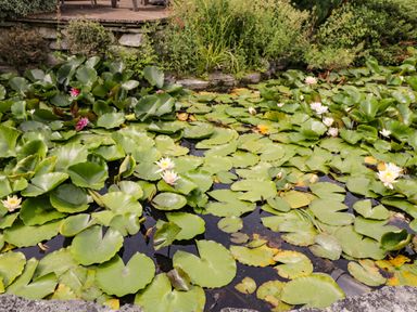A pond with lily pads and flowers with plants and a stone border at The River House Avon Valley Stonehenge with fishing Salisbury