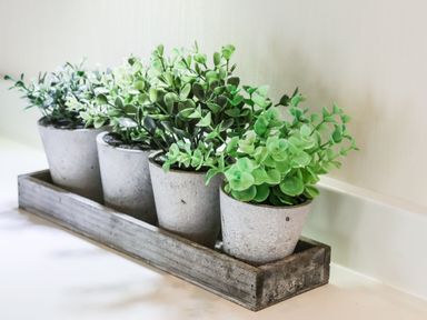 Four small plants in concrete pots placed in a wooden tray on a white surface at The Rodley Pines in Cayton