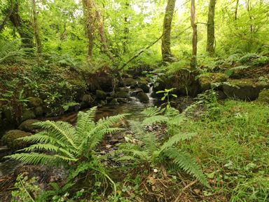 A forest scene with a small stream flowing over rocks surrounded by ferns and trees at Trewrach Cottage in Dinas Cross