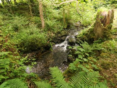 A small stream flowing through a wooded area with ferns and mossy rocks at Trewrach Cottage in Dinas Cross