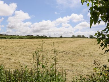 A field with cut grass and some plants in the foreground under a cloudy blue sky