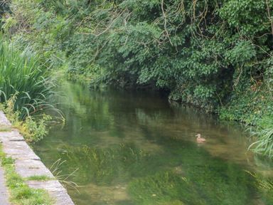 A narrow river with a duck swimming and trees on the banks at The Town House in Dorchester