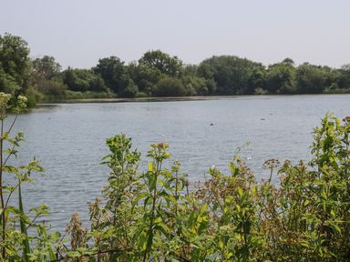 A lake with plants in the foreground and trees in the background at The Goodwood Lodge in Runcton near Chichester