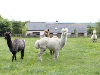 A field with four alpacas standing on grass near a house with a slate roof at Honey Bee Cottage in Bradworthy