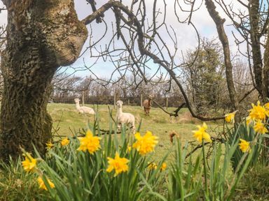 A grassy field with three alpacas behind yellow daffodils and leafless trees at Honey Bee Cottage in Bradworthy