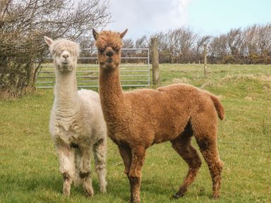 Two alpacas standing in a grassy field with trees and a metal gate in the background at Honey Bee Cottage in Bradworthy