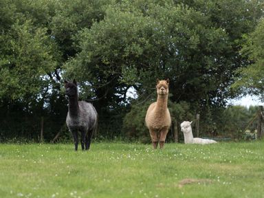 Three alpacas in a grassy field with trees and a fence in the background